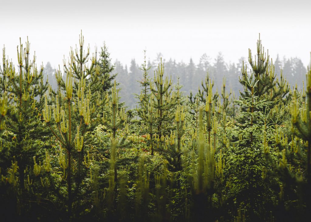 Skog