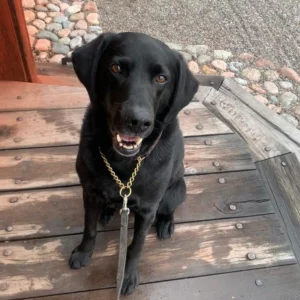 Hund