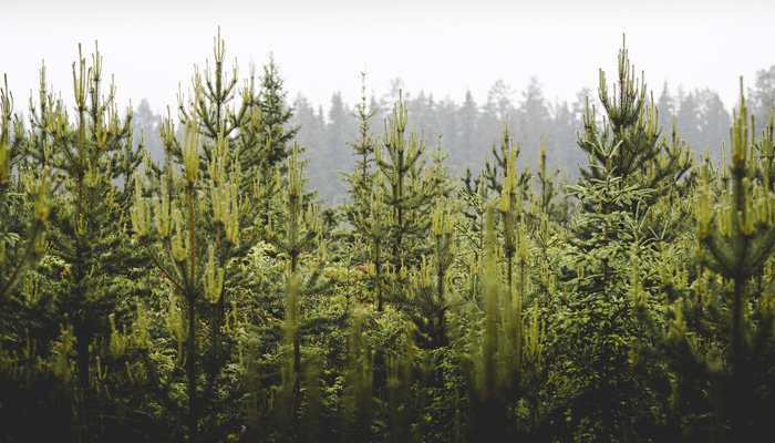 Skog